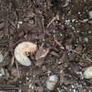 장수하늘소농장 이미지