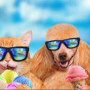 어울림동물병원 이미지