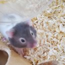 로던트클럽 화정 본점 이미지