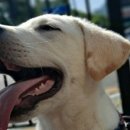 댕토피아 이미지