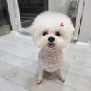 꼬순멍 이미지