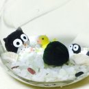 마리모