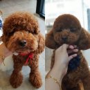 함안 애견샵 러블리펫 이미지