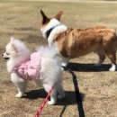 꽃보다강아지 이미지