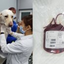 한국동물병원 이미지