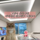 먀우네 | 아이시아 고양이 간식, 고양이 간식 추천, 고양이 간식 끝판왕 먀우먀우 크림수프 💕🩷
