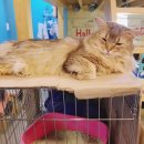 고양이카페 이미지