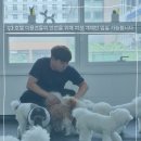 웬만해선 개들을 막을 수 없다 이미지