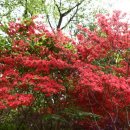 완산공원(정상) 이미지