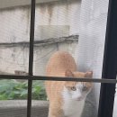 뚱냥이네 이미지