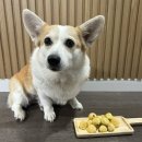 댕가댕가 | [부산/사상] 부산수제간식 전문점, 사상애견수제간식, 댕런볼 원데이클래스 교육 후기! '댕가댕가'