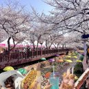 제63회 2025 진해군항제 4월 2일 후기 🌸 여좌천, 로망스 다리, 중원로터리, 야시장 먹거리, 경화역...