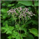 팔공산 하늘정원 이미지