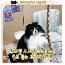 친환경 고양이 장난감, 코코넛스트링스틱 쥬아펫