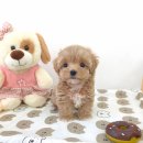 강아지분양 애견분양 꽃강아지 광진점 | 광진구강아지분양 청결함과 진심으로 반려견을 가족처럼 케어하는 곳 꽃강아지중랑점 강아지분양