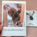 S클래스 동물병원 | 에이블리 유기동물 후원 목걸이 추천｜뽀뚜빠뚜 써지컬스틸 군번줄 S사이즈 착용 후기