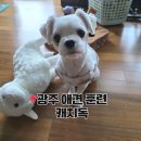 펫마켓 서구점 | 광주애견훈련 캐치독 반려생활 컨설팅 받아본 후기