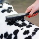 뚱강아지 이미지