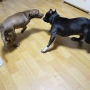 돼지두마리 이미지