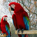 앵무새 이미지