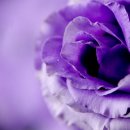 목련@사랑 이미지