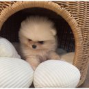 하남강아지 이미지