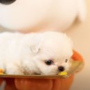 부산강아지분양, 디몽에서 믿고 입양한 사랑스러운 가족