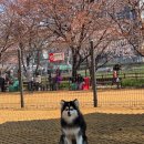 효성공원(2) 공중화장실 | 🐶서울 강아지랑 가기 좋은 공원🌿 살곶이공원 반려견 놀이터 + 피크닉 후기