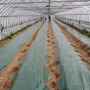 서면 월송3리 이미지