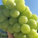 초아농원 이미지