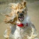 우리집강아지 이미지