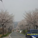북면 벚꽃길 Daum카페