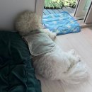 수상한누나네 | 아베아 탄력과 항산화를 동시에 케어해주는 리포풀러렌크림 사용 후기