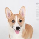 동물사랑애견샵 이미지