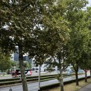 청년피자(수영구점) | 크로아티아 여행 day 1_ 스플리트 l 바다 수영, 인생 트러플 파스타 맛집, 피자 맛집