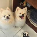 예쁜 애견 미용 이미지
