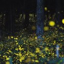 벚꽃마을 이미지