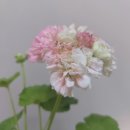 달보드레 이미지