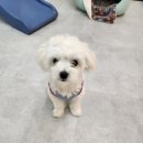 댕댕이 지구대 | 가평 애견호텔 이용후기 24시간 영업 “댕댕이지구대”