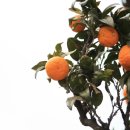 광령귤나무 이미지