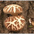 우리순대 이미지