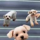 발렌티몽 이미지