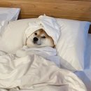 블랑안경 | [본식 스냅] 아벤티움 어두운 홀의 구원자! 라피네블랑 계약후기🖤