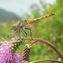 고추잠자리 이미지