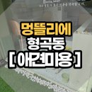 멍스타일 | [구미애견미용] 멍뜰리에｜형곡동 스트레스 없는 강아지 미용 후기