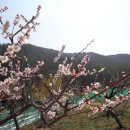 매화숲유치원 이미지