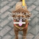 헤지호그 | 강아지 하네스 추천 | 강아지 하네스 유목민 드디어 정착? 캐니언헤지호그 찐후기