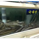 전주곰장어 이미지