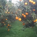 해피그린농장 이미지