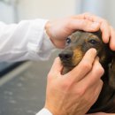 온유동물병원 이미지